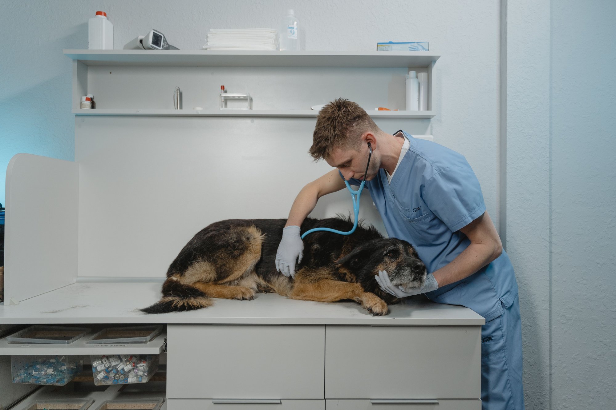 Iberá Clínica Veterinaria — Veterinario en Corrientes Capital