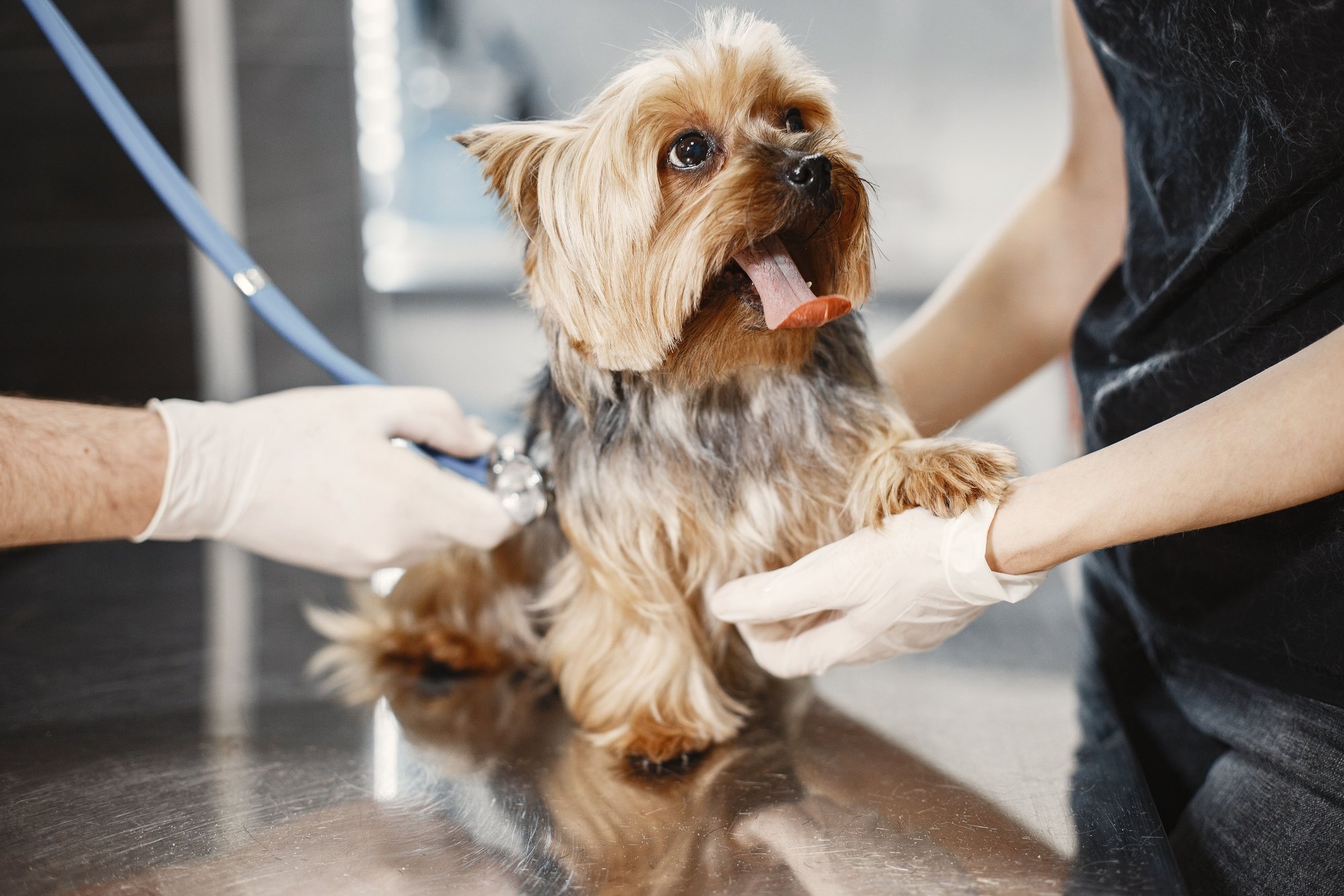 Veterinaria Costanera — Veterinario en Corrientes Capital